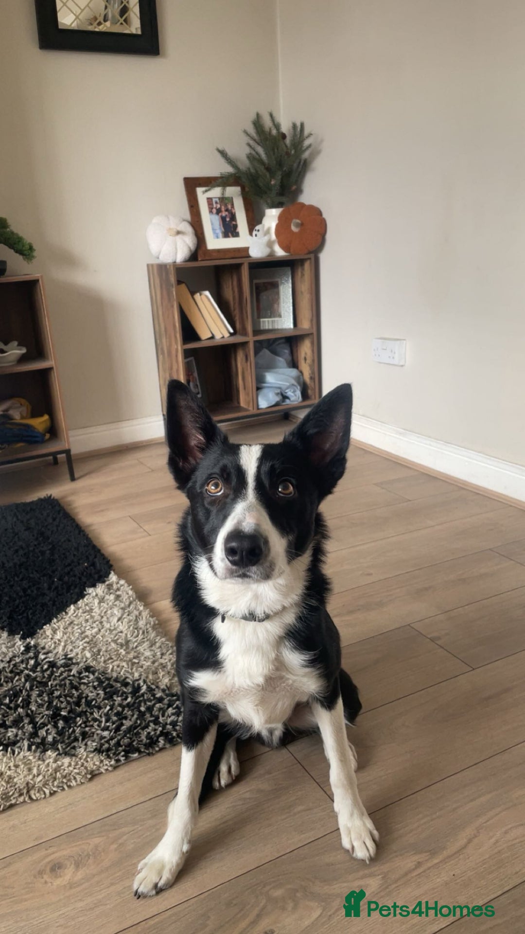 Border Collie dogs for sale: Border collie named Harley - Image 7