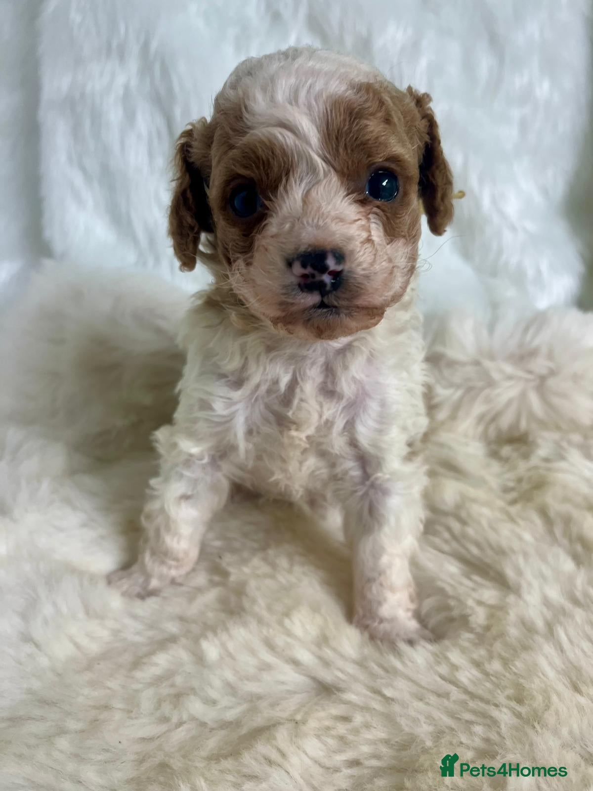 Cavapoo dogs Top Class Extensively tested Toy Cavapoo pups - Advert 2