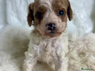 Cavapoo dogs Top Class Extensively tested Toy Cavapoo pups - Advert 2