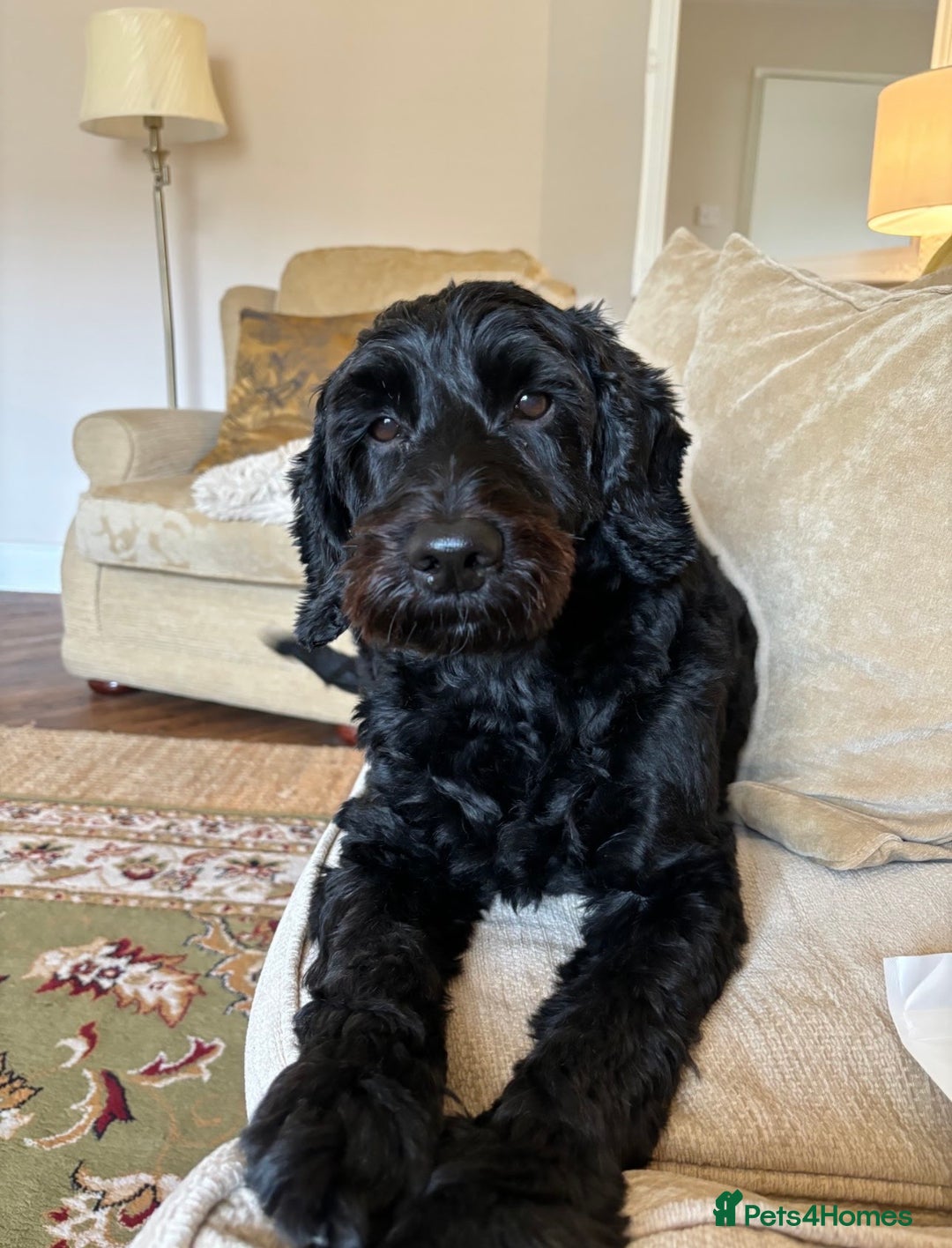 Cockapoo dogs for sale: Urgent Rehoming Cockerpoo- Adult only home - Advert 1