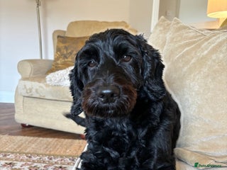 Cockapoo dogs Urgent Rehoming Cockerpoo- Adult only home - Advert 1