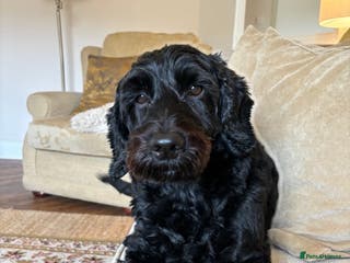 Cockapoo dogs Senior Cockerpoo- Adult only home - Advert 12