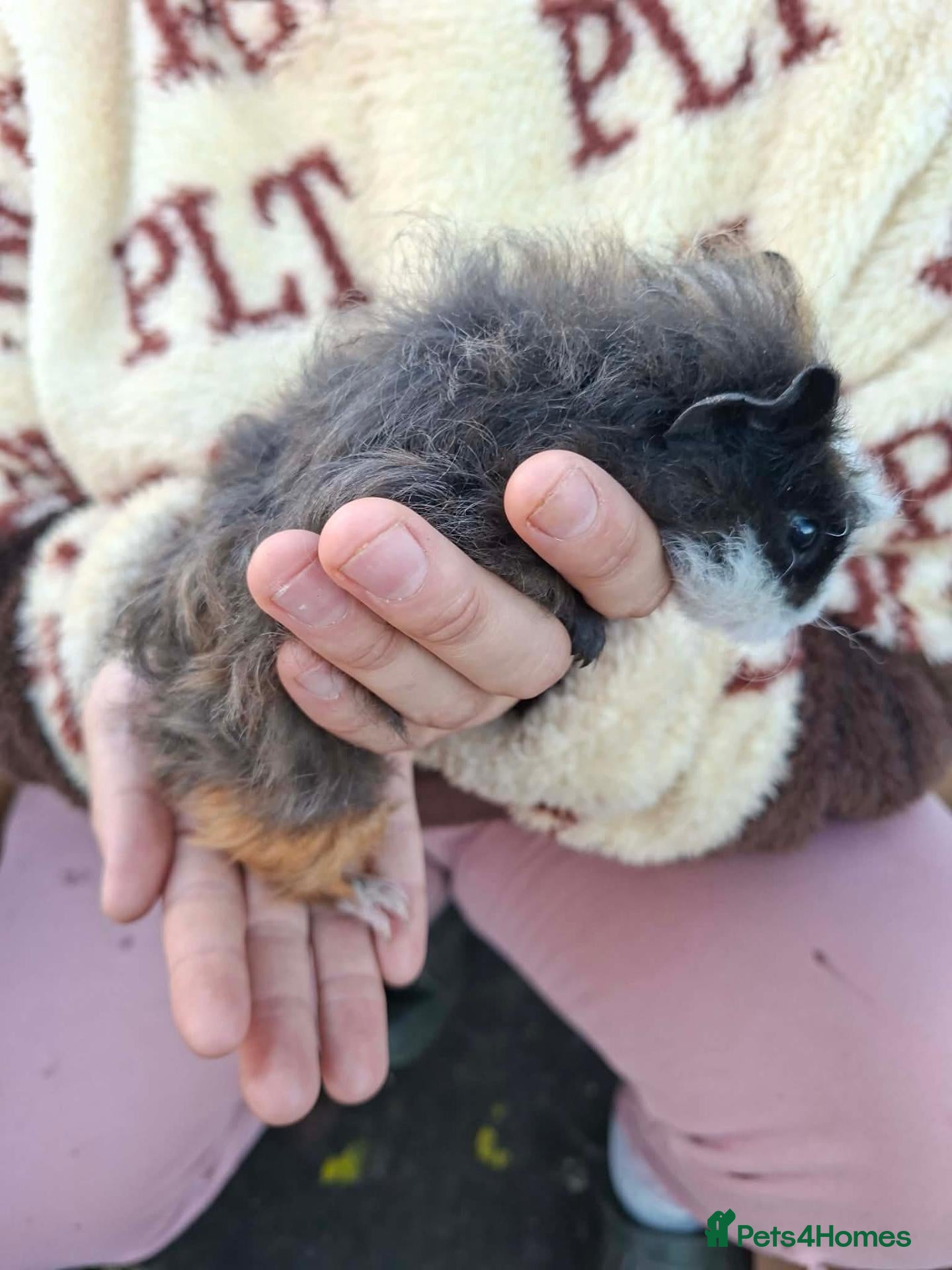 Guinea Pig rodents GUINEA PIGS MALES ONLY - Advert 2