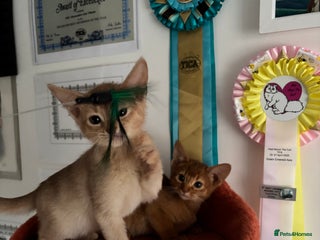 Abyssinian cats Pure pedigree Tica registered Abyssinian kittens - Advert 2
