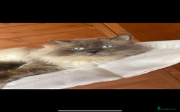 Ragdoll cats for sale: Stunning Ragdoll kittens. Champion line.  - Image 9