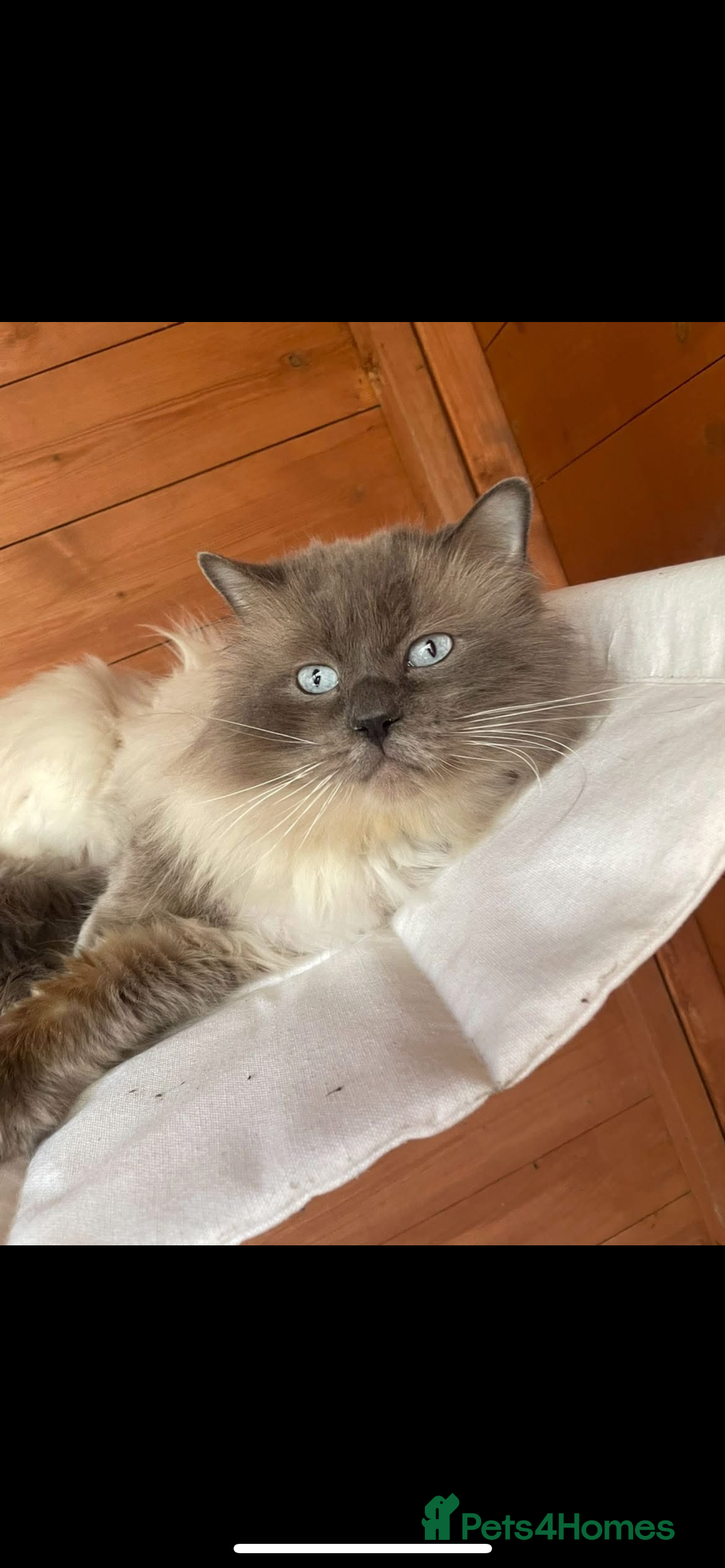 Ragdoll cats for sale: Stunning Ragdoll kittens. Champion line.  - Image 9