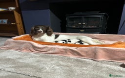 English Springer Spaniel dogs for sale: English springer spaniel puppies  - Image 7