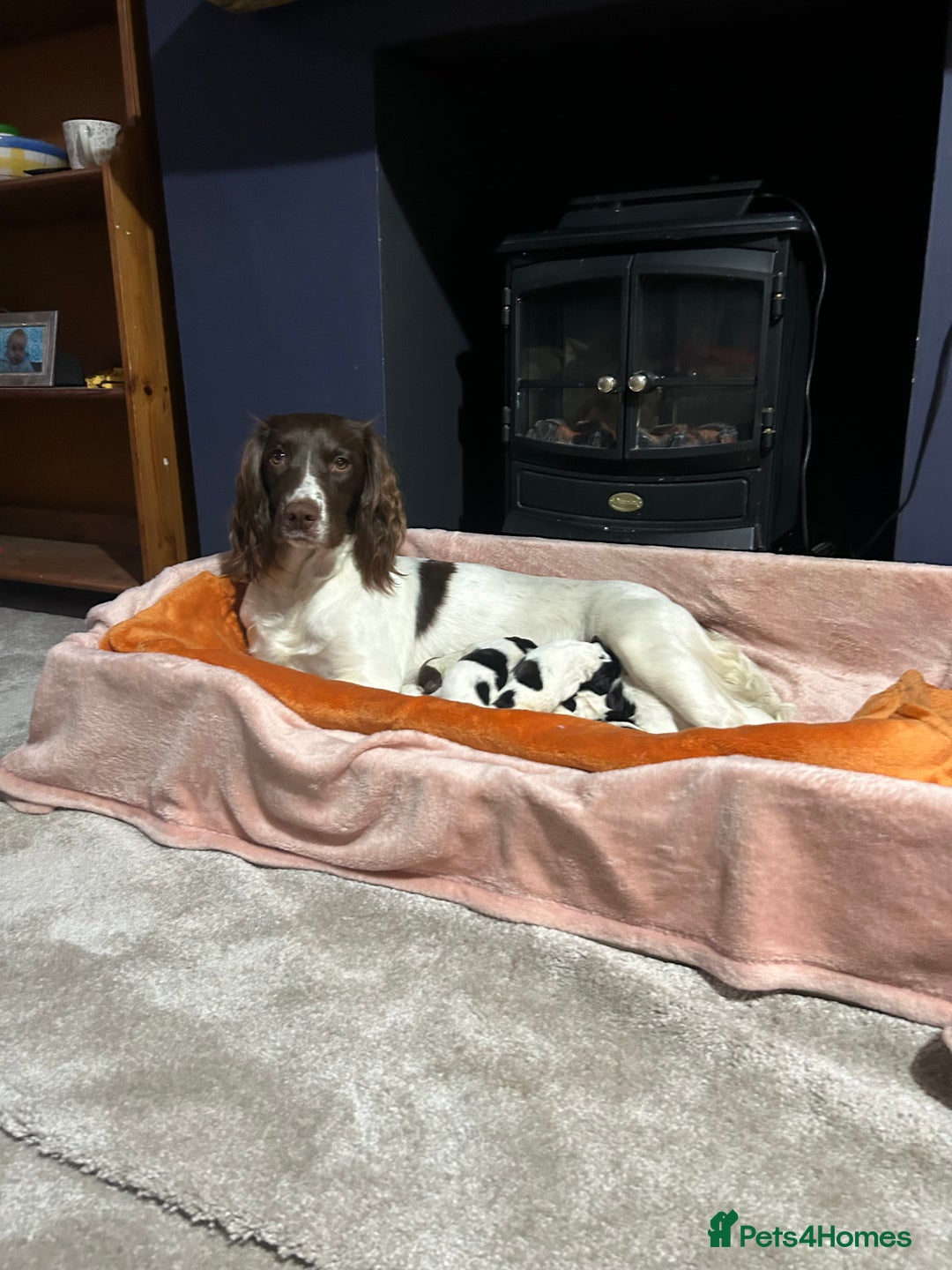 English Springer Spaniel dogs for sale: English springer spaniel puppies  - Image 7