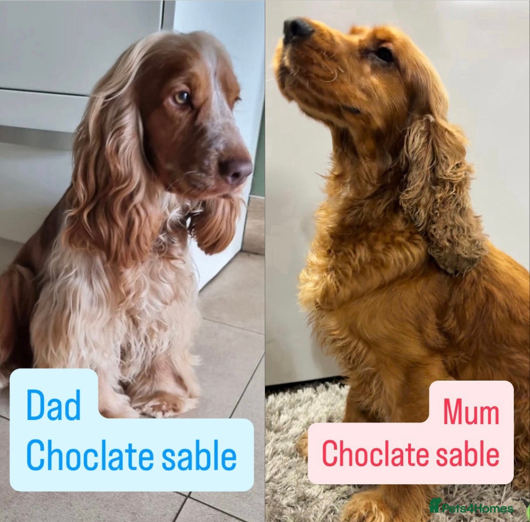 Cocker Spaniel dogs for sale: ✨STUNNING SABLE SHOW TYPE COCKER SPANIEL PUPPIES✨ - Advert 5