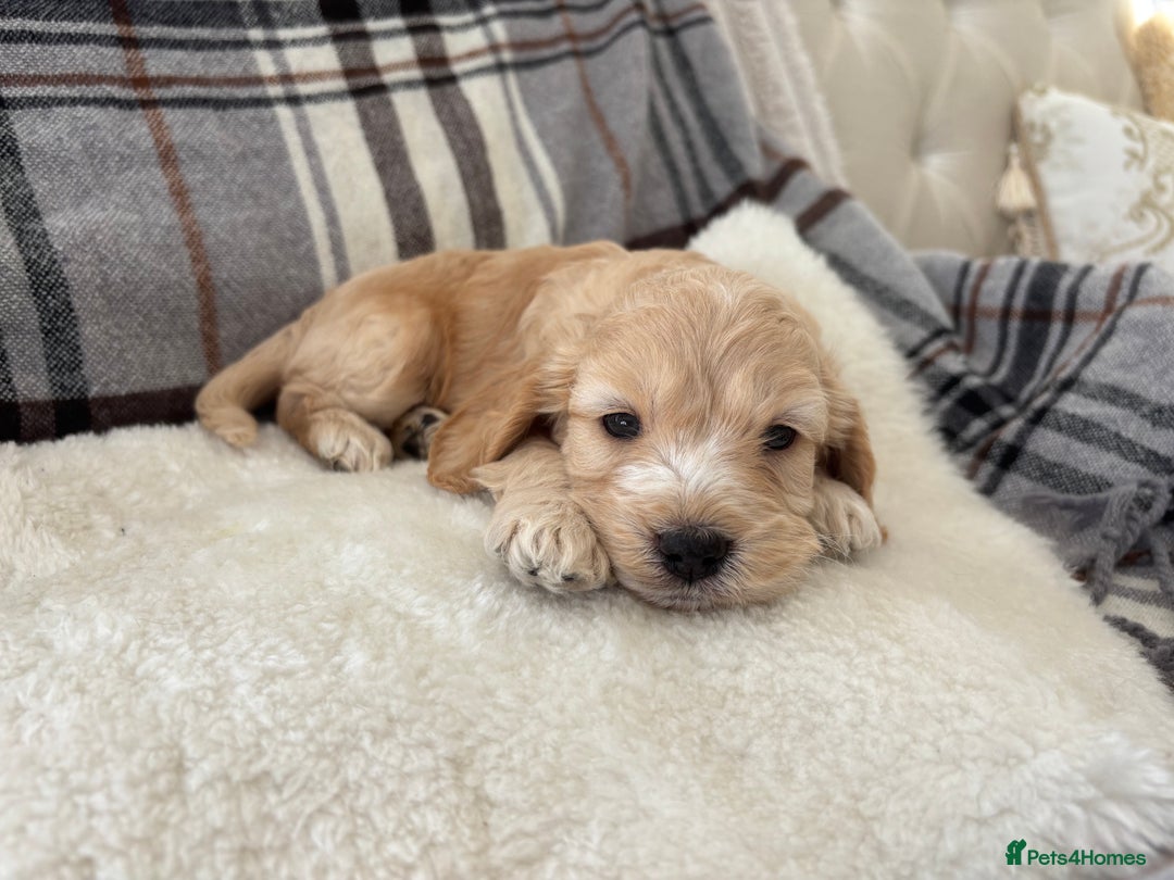 Cockapoo dogs for sale:  🐾SHOW TYPE F1 COCKAPOO PUPPIES 4 BOYS 2 GIRLS 🐾 - Image 12