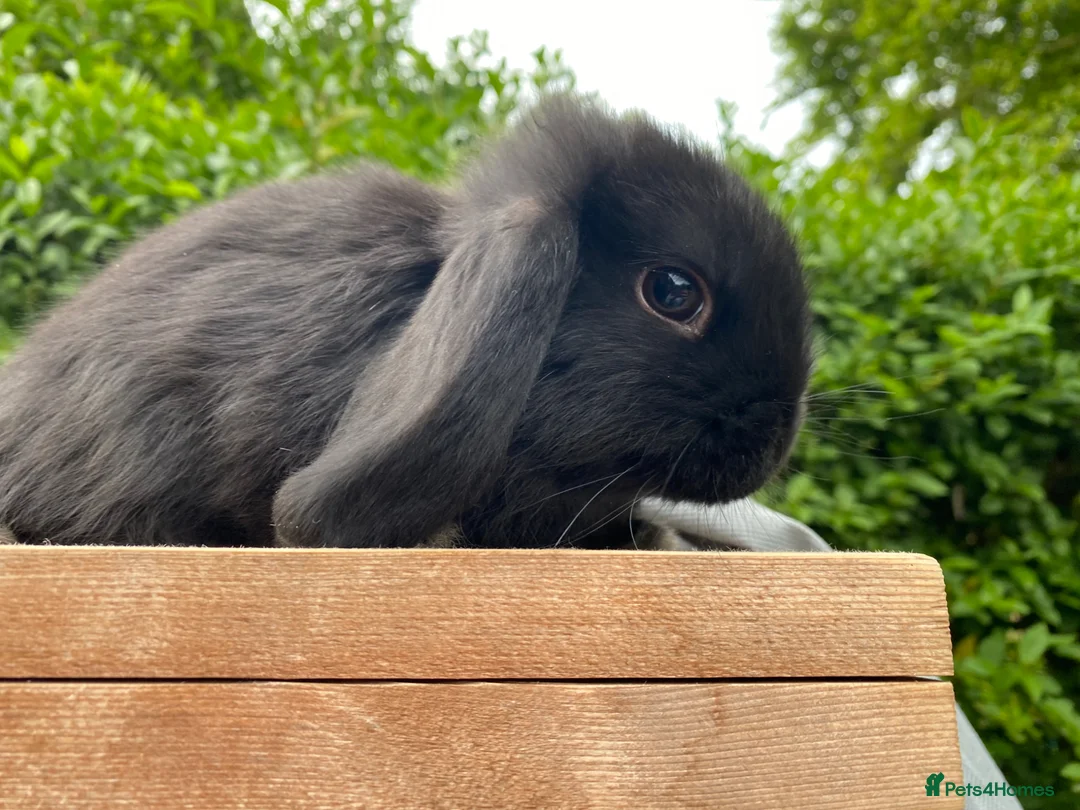 Mini Lop rabbits for sale: -One Gorgeous Mini Lop for Sale-  - Advert 4