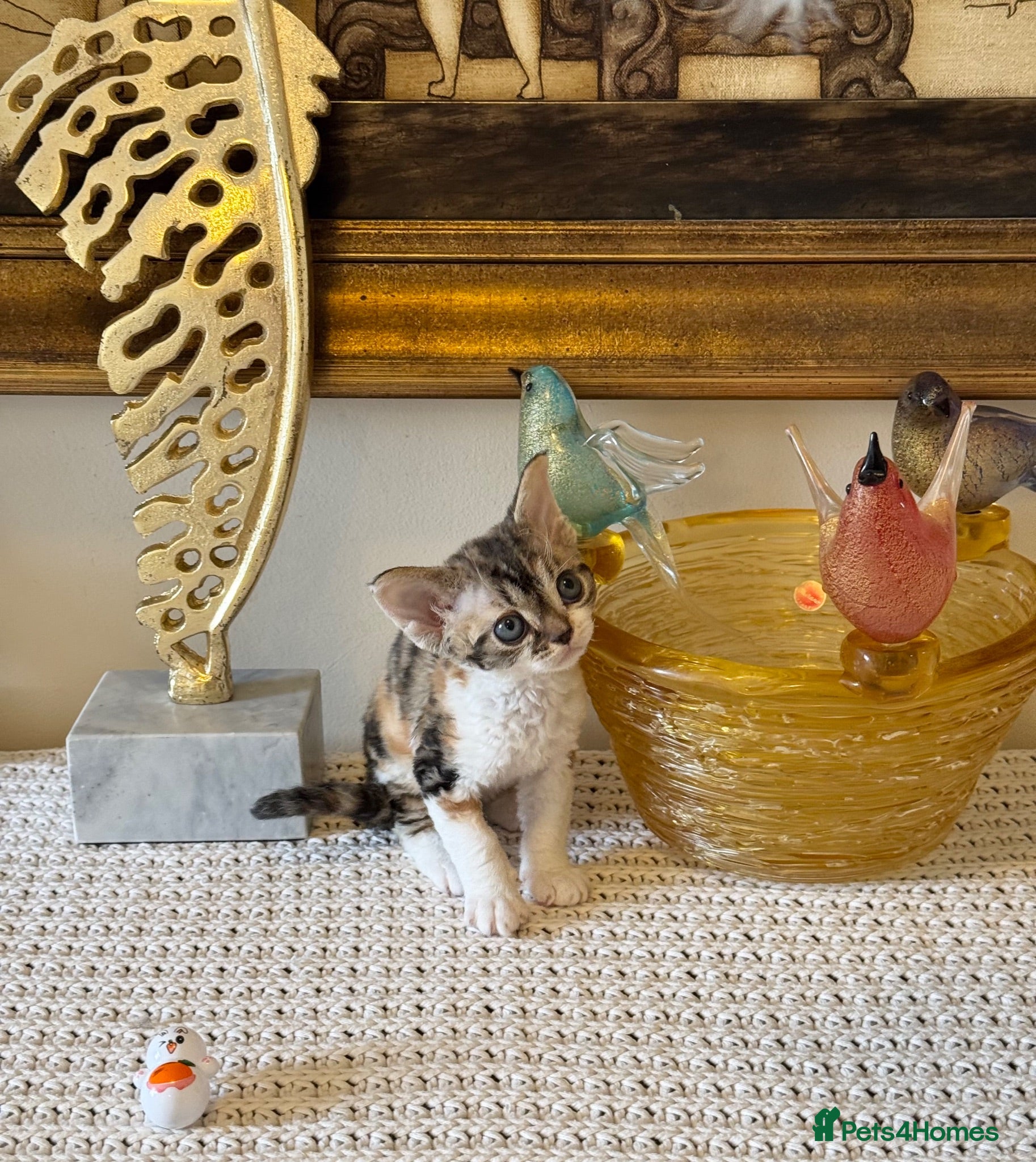 Devon Rex cats Superb quality Devon Babies TICA Registered  - Advert 1