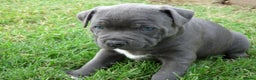 Staffordshire Bull Terrier dogs for sale: Staffordshire Bull Terrier Puppies for Sale - Advert 3