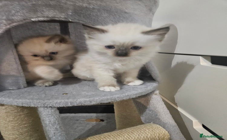 Ragdoll cats - Advert 1