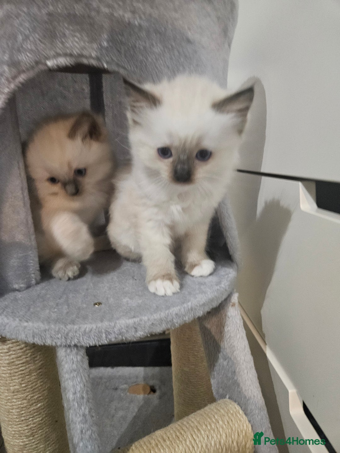 Ragdoll cats for sale: 2 beautiful ragdoll kittens for sale 9 weeks old - Image 1
