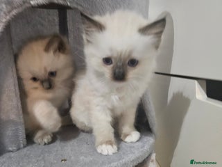 Ragdoll cats - Advert 18