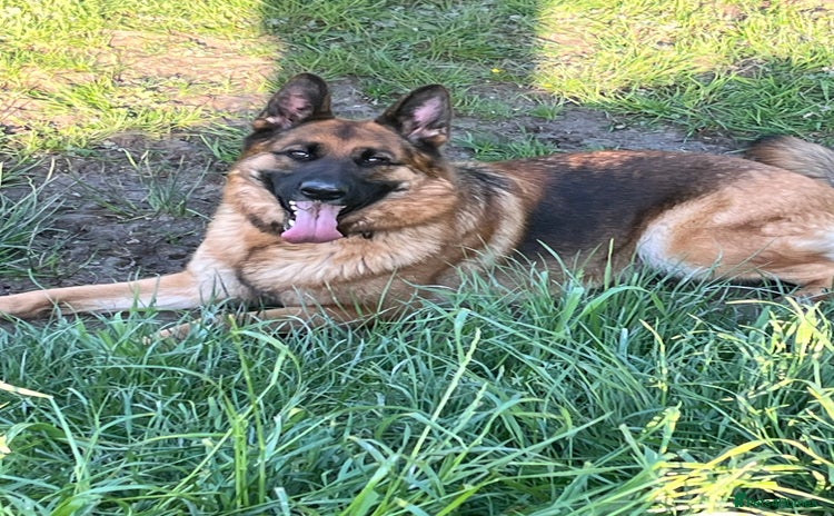 German Shepherd dogs - Advert 1