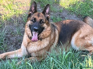German Shepherd dogs - Advert 5