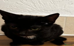 British Shorthair cats for sale: Kittens urgently need a new home - Image 4