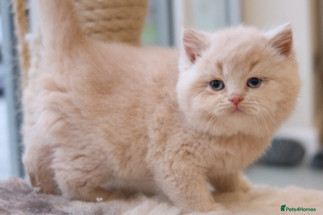 British Shorthair cats for sale: British Shorthair Kittens - Reg & Licensed  - Advert 4