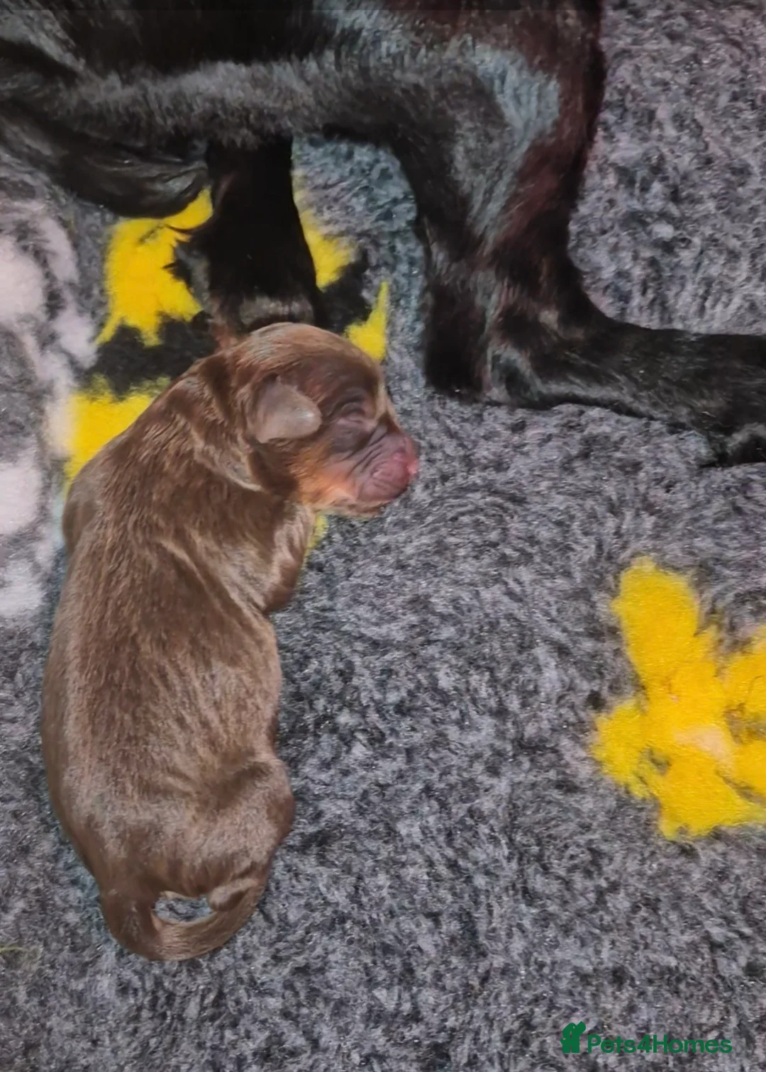 Cockapoo dogs for sale: F1 Cockapoos  - Advert 4