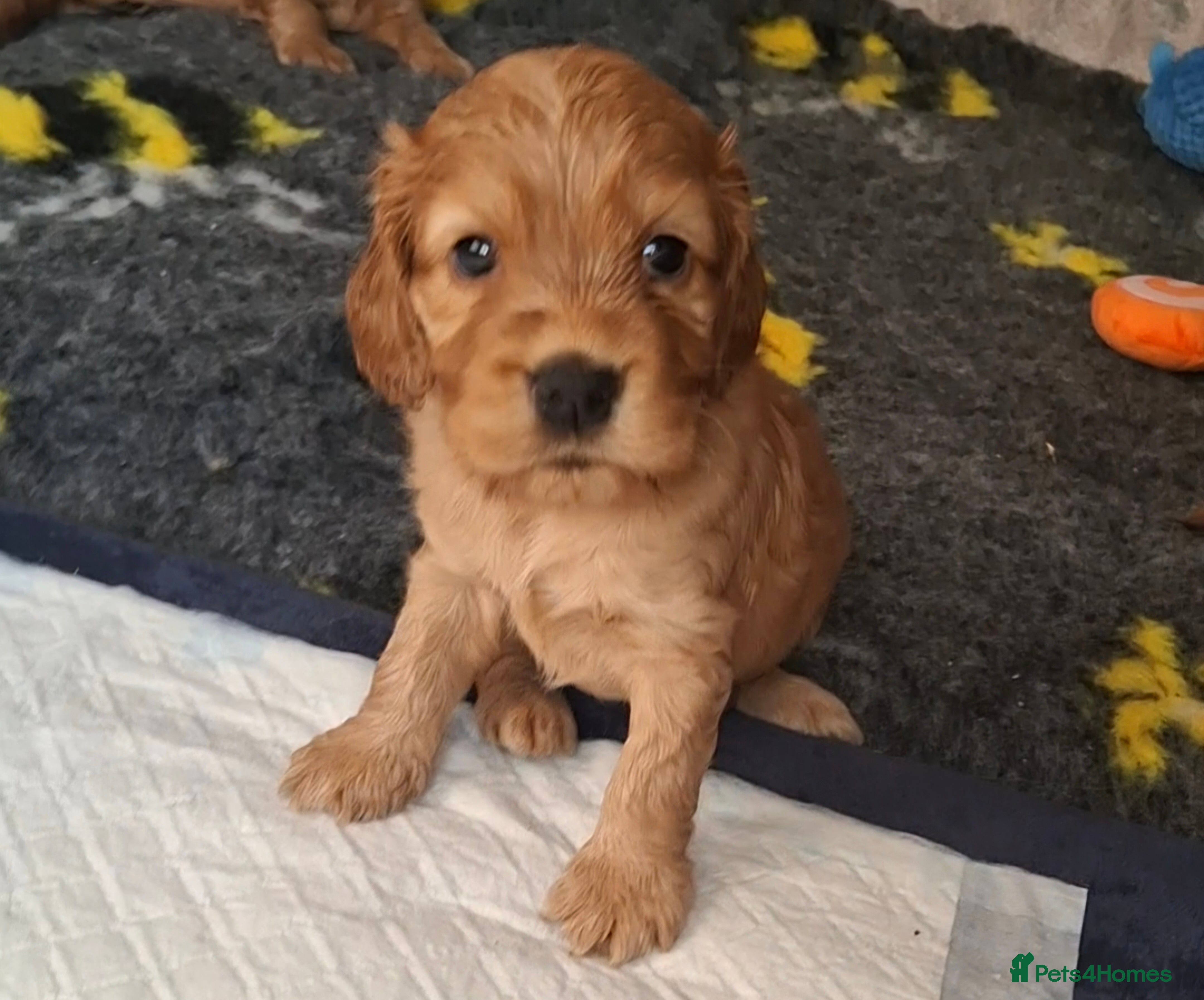 Cocker Spaniel dogs 🌟KC Registered Show-Type Cocker Spaniel Puppies🌟 - Advert 10