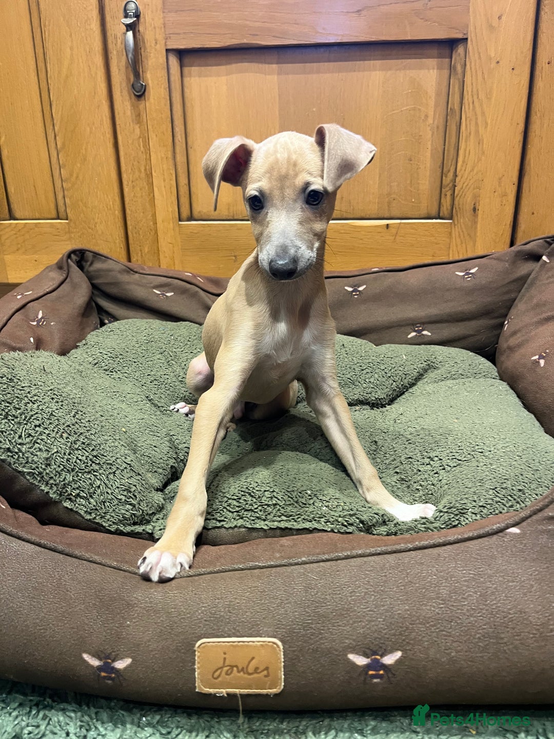 Italian Greyhound dogs for sale: Italian greyhound puppies  - Advert 1
