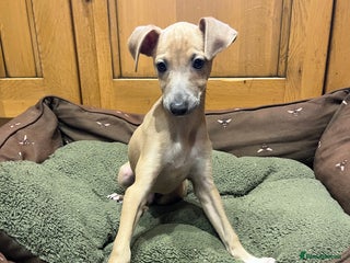 Italian Greyhound dogs - Advert 35