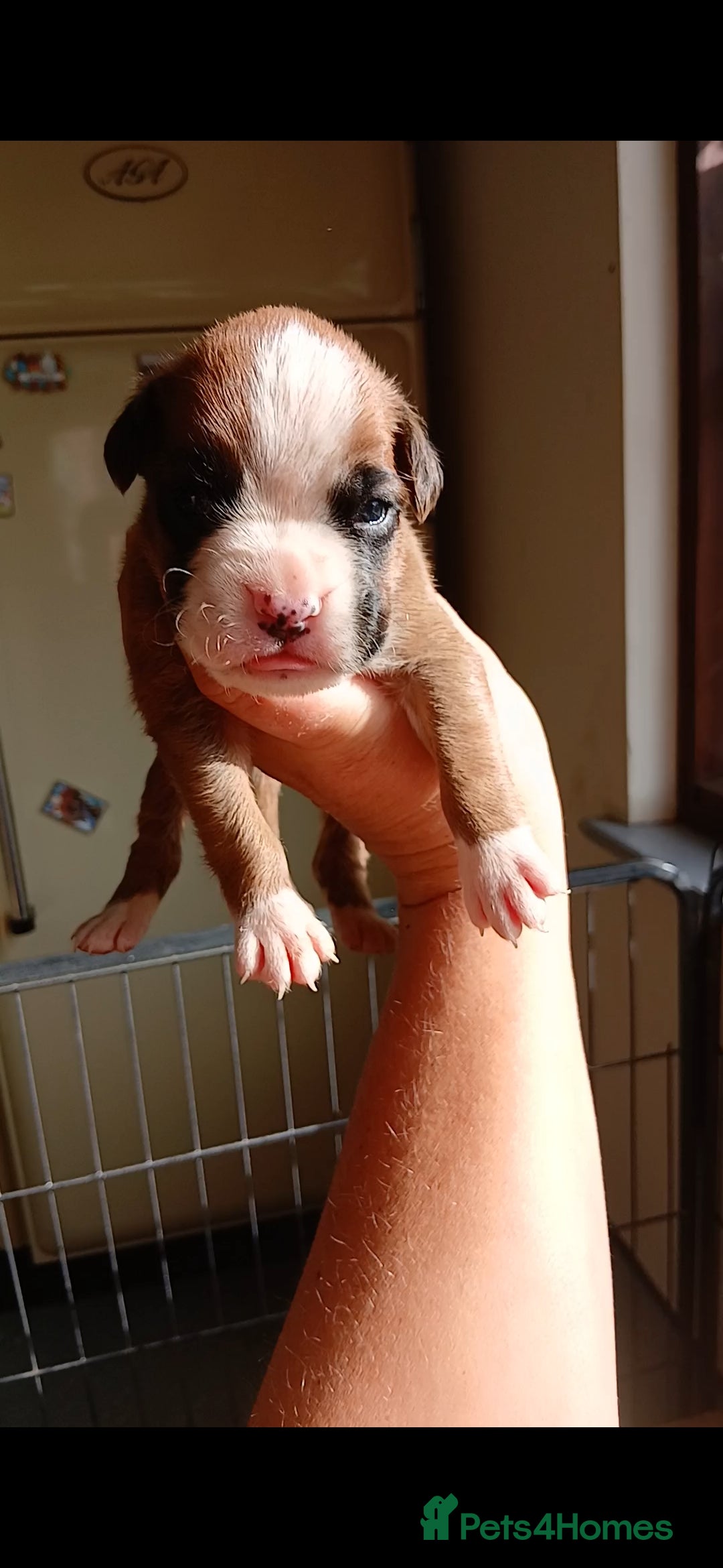 Boxer dogs for sale: Stunning kc registered boxer pups - Image 18