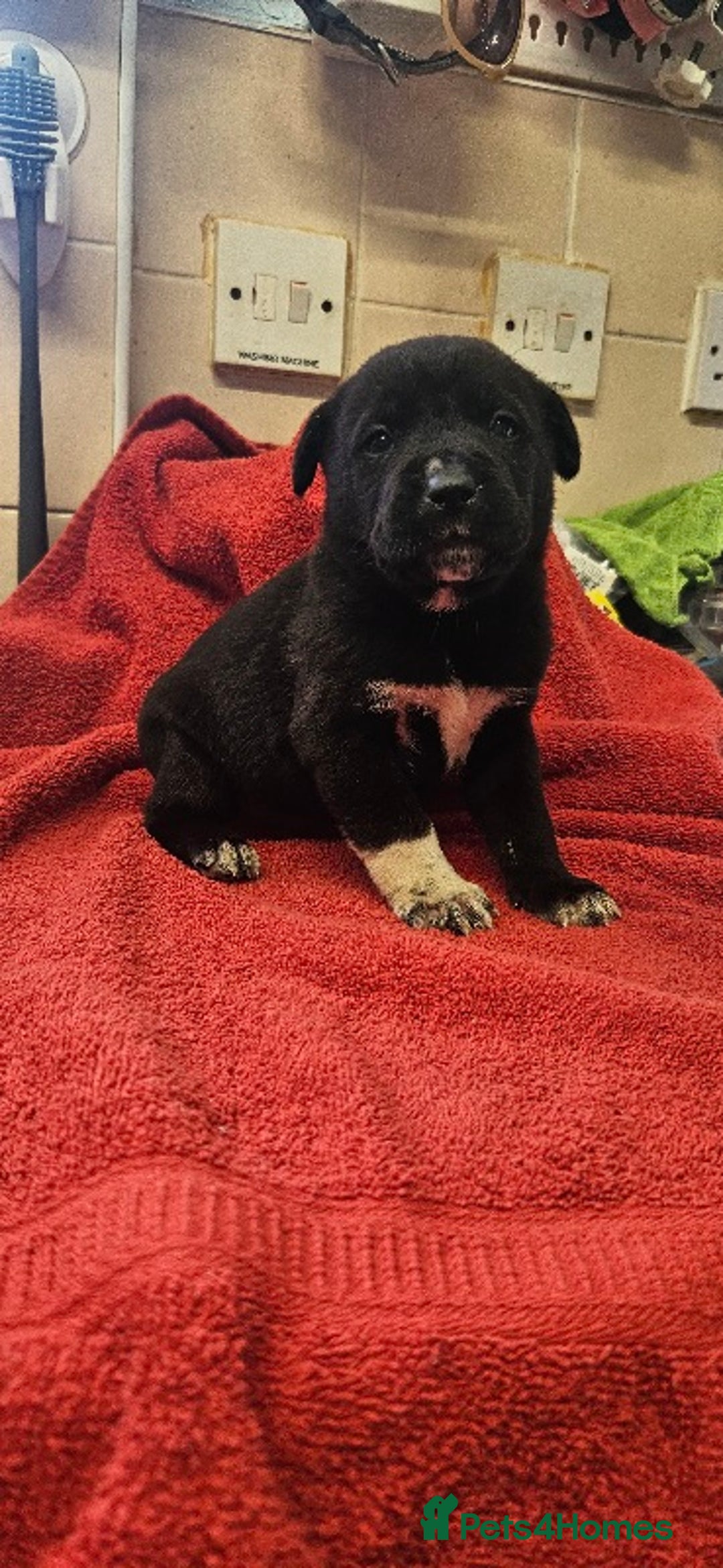Mixed Breed dogs for sale: Huge American akita x cane corso pups - Advert 13