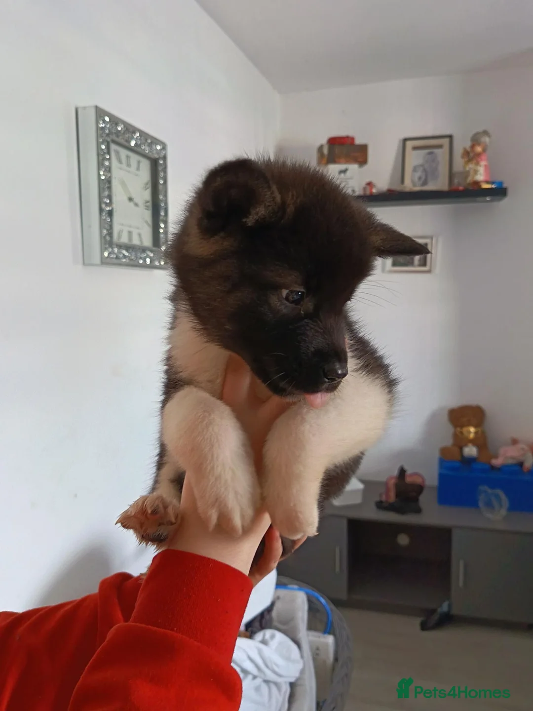 Akita dogs for sale: American akita puppys - Advert 2