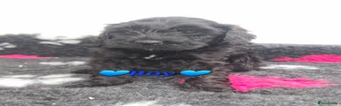 Cockapoo Puppy 7