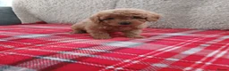 Cavapoo dogs for sale: Beautiful cavapoo puppies  in Winsford - Advert 21