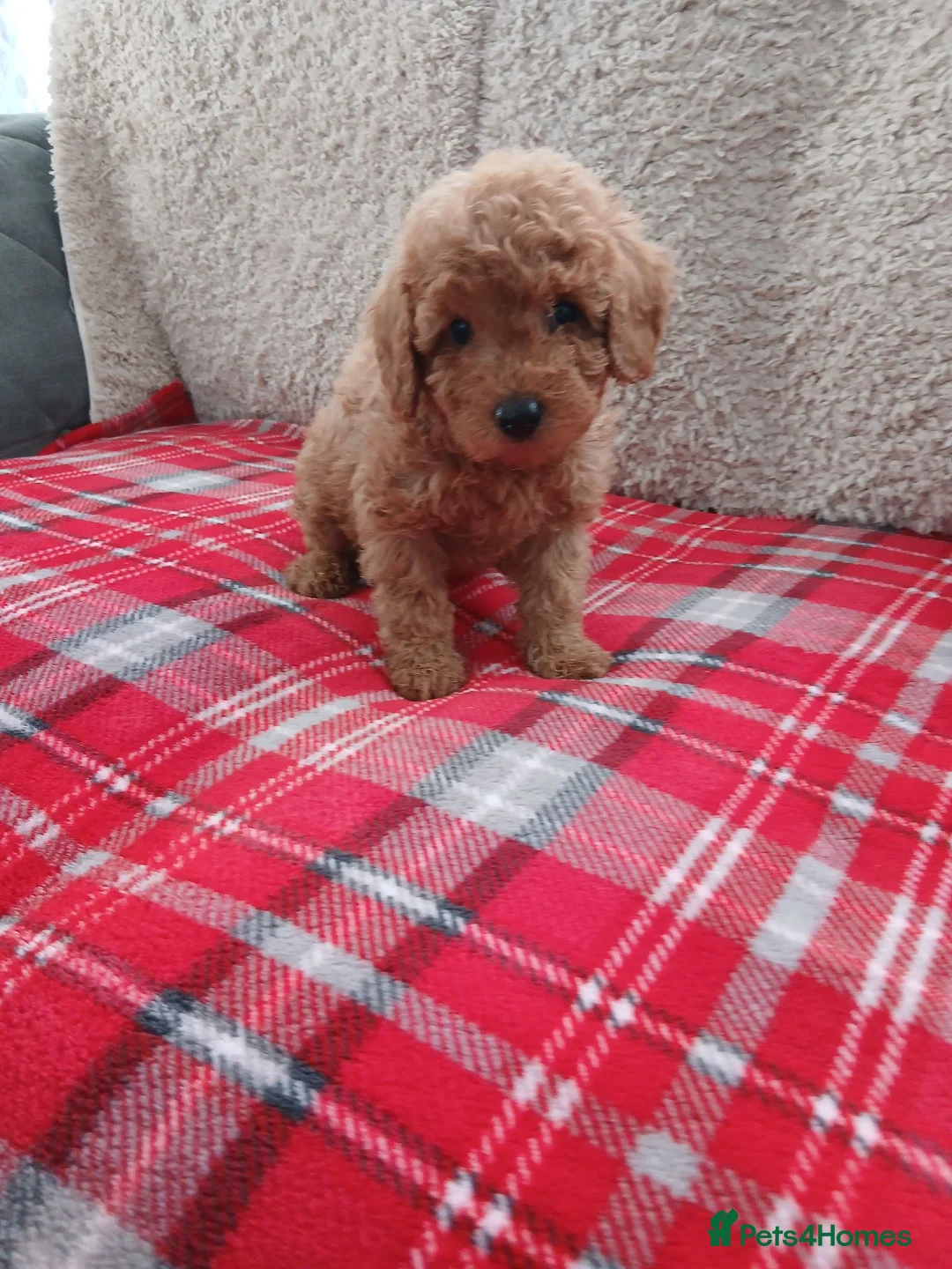 Cavapoo dogs for sale: Beautiful cavapoo puppies  in Winsford - Advert 21
