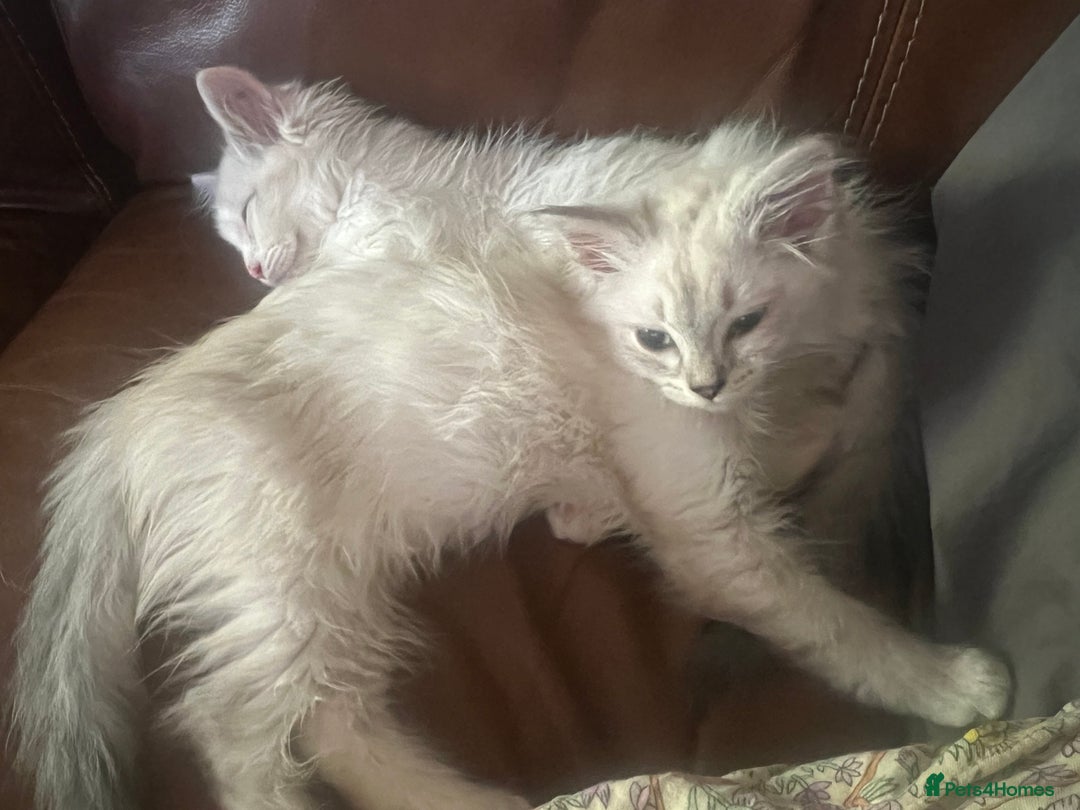 Ragdoll cats for sale:  ragdoll - Image 15