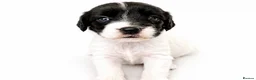 Springador dogs for sale: 3/4 springer 1/4 lab  - Advert 2
