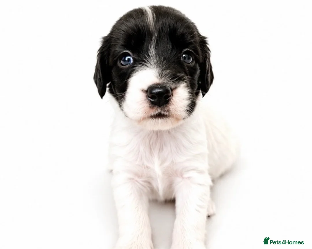 Springador dogs for sale: 3/4 springer 1/4 lab  - Advert 2