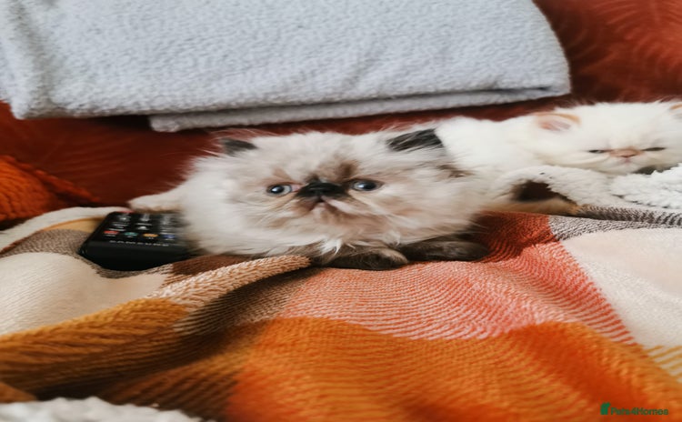 Persian cats - Advert 3