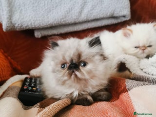 Persian cats - Advert 21