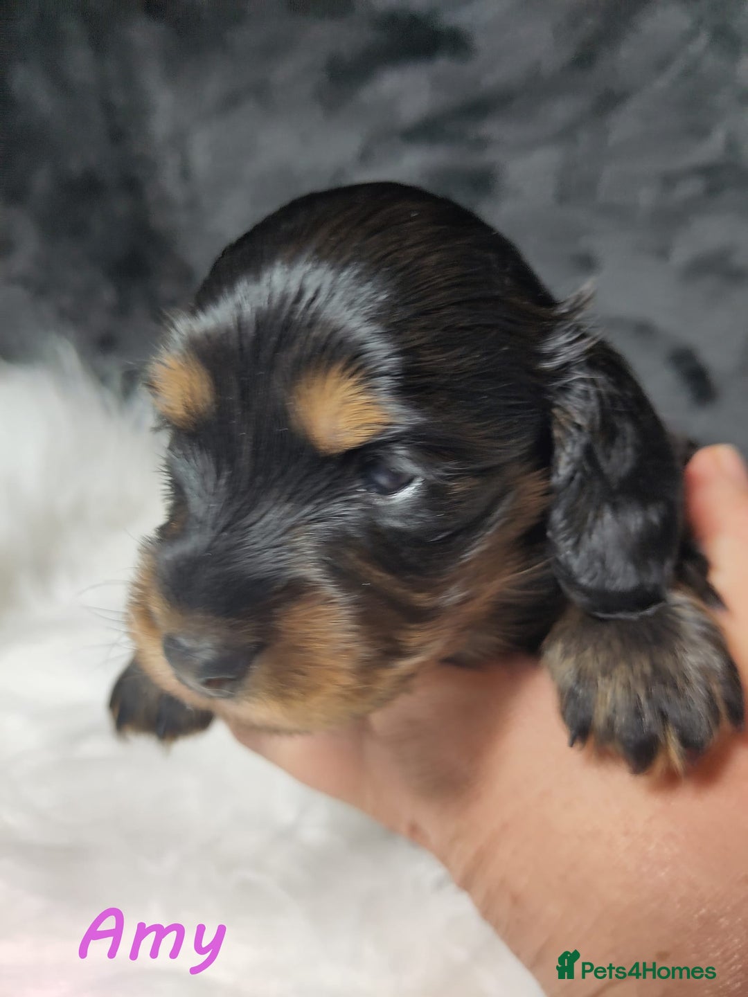 Miniature Dachshund dogs for sale: KC Health tested Licensed breeder 12 years exp - Image 4