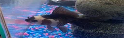 Fancy Goldfish fish for sale: 2 x Panda Oranda Fantail Goldfish 🐼🐟 in Morden - Advert 2