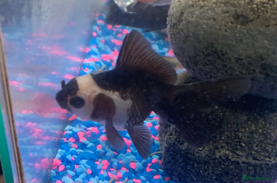 Fancy Goldfish fish for sale: 2 x Panda Oranda Fantail Goldfish 🐼🐟 in Morden - Advert 2