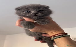 Scottish Fold cats for sale: Beautiful British Shorthair Scottish Fold Kittens - Advert 22
