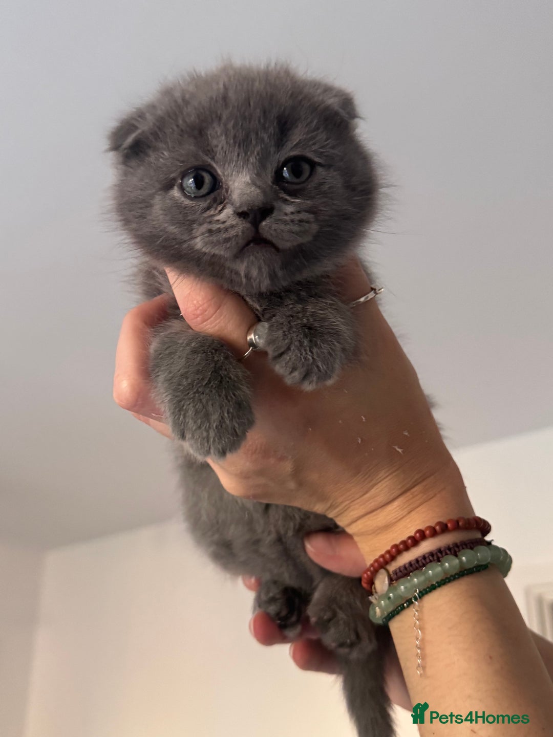 Scottish Fold cats for sale: Beautiful British Shorthair Scottish Fold Kittens - Advert 22