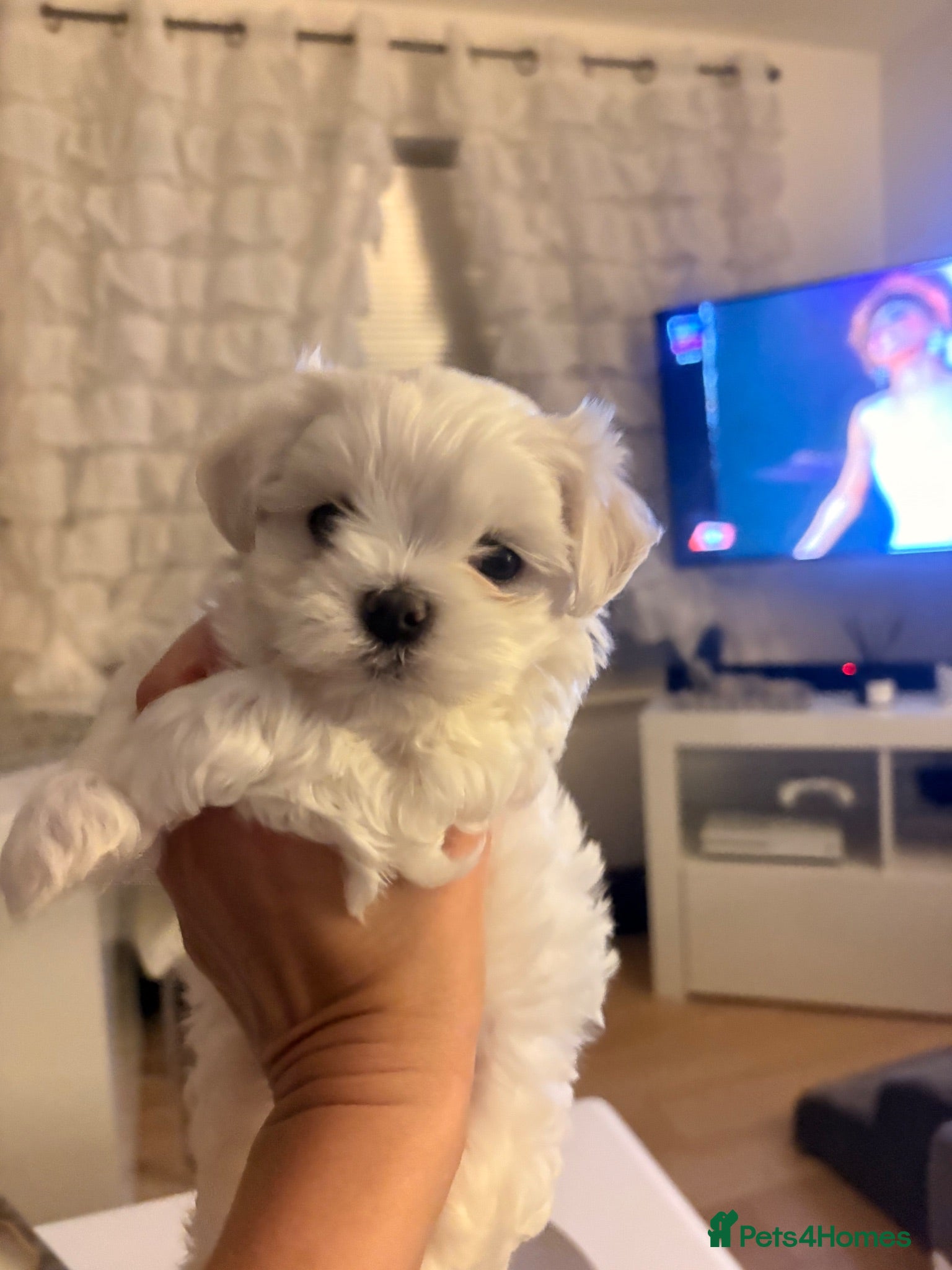 Maltese dogs KC Maltese Boy  - Advert 10