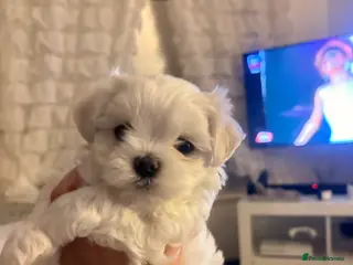Maltese dogs KC Maltese Boy - Advert 10