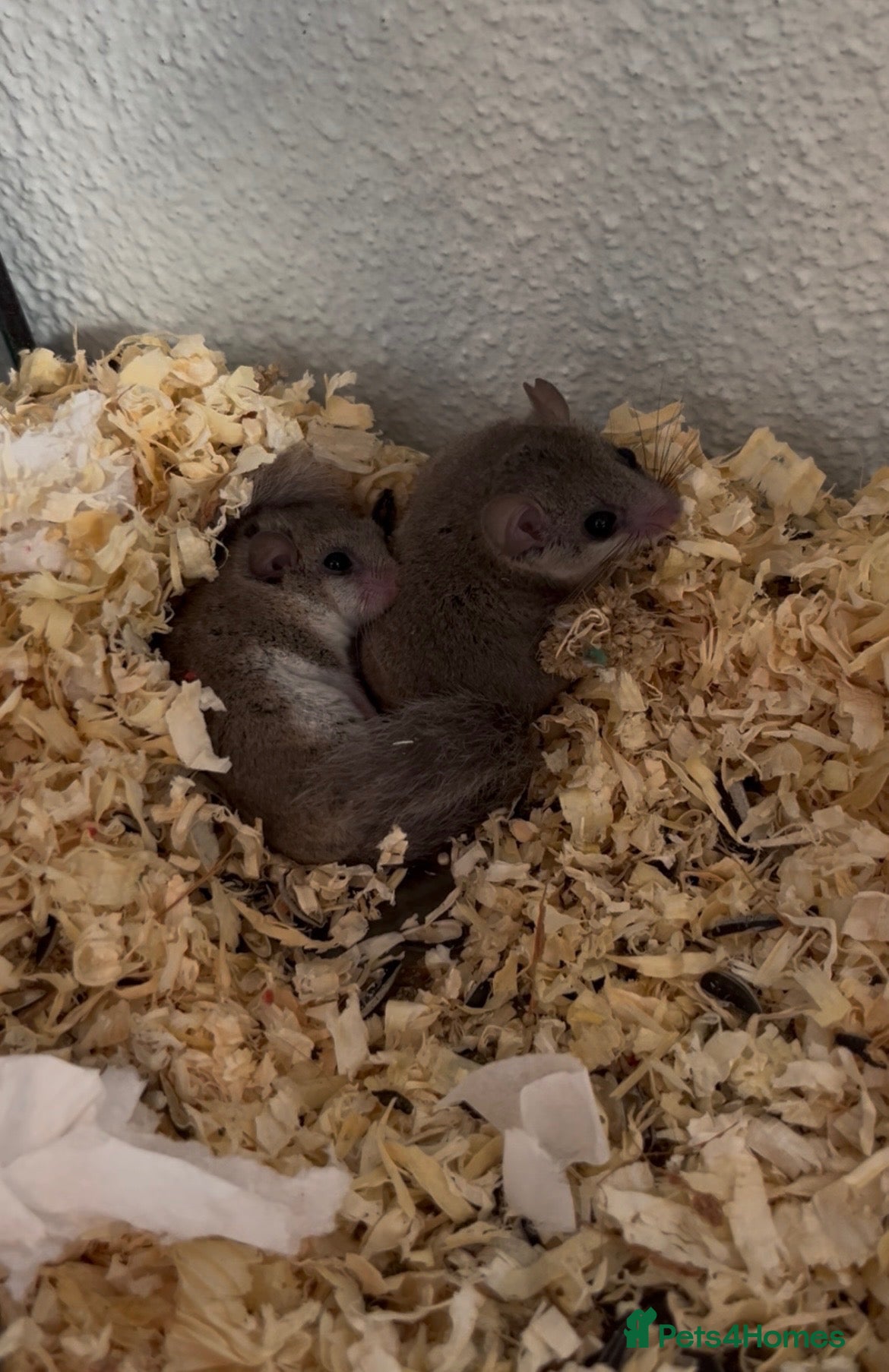 Mouse rodents for sale: African Pygmy dormouse (micro squirrels) - Advert 11