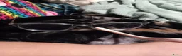 Corn Snake reptiles for sale: Snow tessere corn snake  - Advert 4