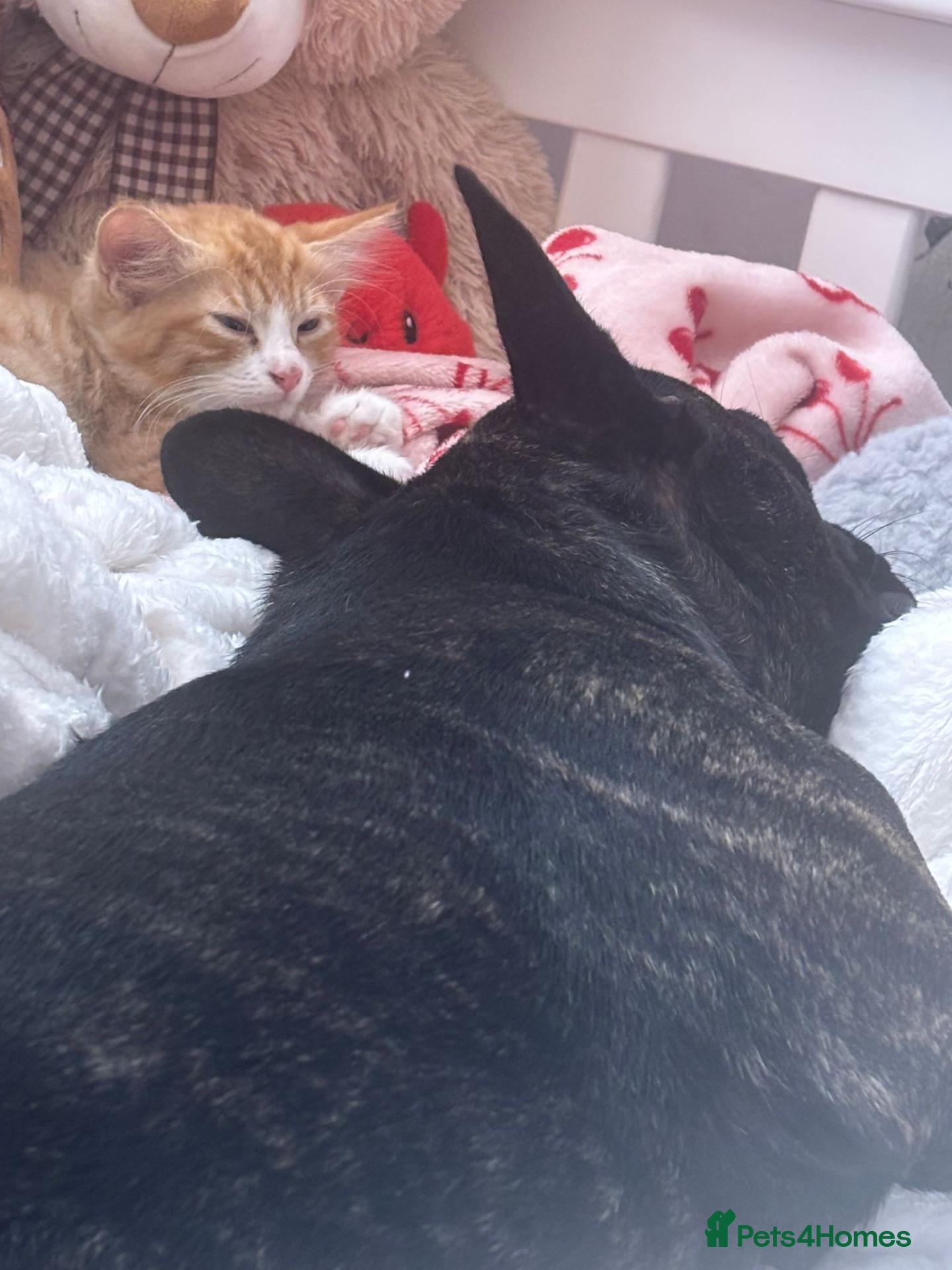 French Bulldog dogs Frenchie looking for new home  - Advert 1