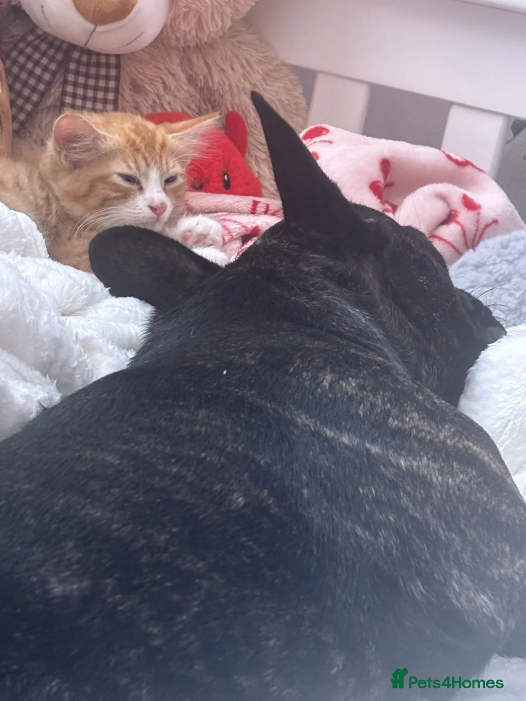French Bulldog dogs for sale: Frenchie looking for new home  in London - Advert 1